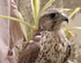 Falcon